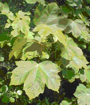 Esdoorn maat 60/90 (Acer pseudoplatanus)