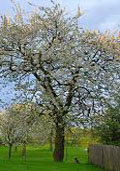 Kriekenboom (halfstam) (Prunus cerasus)