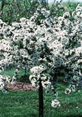 Kweepeer (halfstam) (Prunus cerasus)