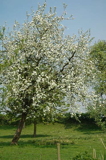 Appelboom (halfstam) (Malus domestica)